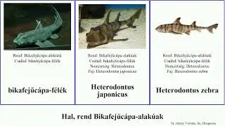 Hal, rend Bikafejűc&aacute;pa-alak&uacute;ak fish zebra japonicus Heterodontus Zachariah Hickman Ausztr&aacute;l Sweet