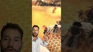 NACE ABEJA REINA 🐝 #abejas #abejareina #colmena #panal #biologia #curiosidades #nacimiento #miel