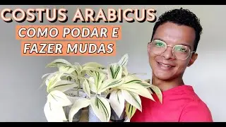 Costus Arabicus Variegata - como podar e fazer mudas!