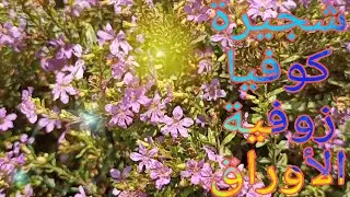 كوفيا زوفية الأوراق/   نبات الزينة