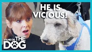 Aggressive Dog Snaps at Dogs Viscously! | It&rsquo;s Me or The Dog