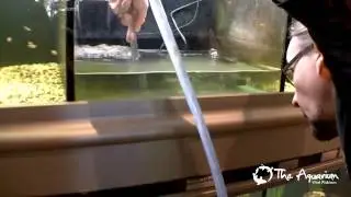 Quick and easy way to keep turtles clean