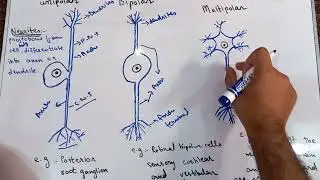 Types of Neurons l Unipolar l Bipolar l Multipolar Neuron