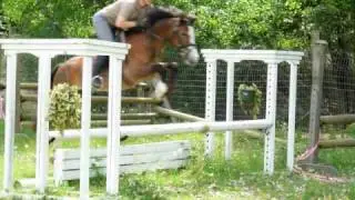 Premium American Sport Pony Hunter Mare For sale