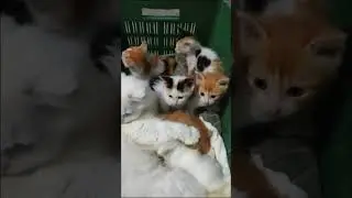 Cats are awesome #cat #catsarelife #cats