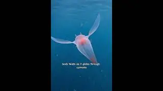 This Angel Swims Transparently #shorts