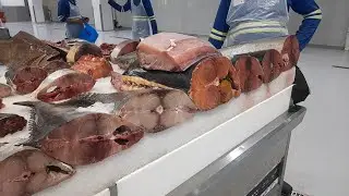 DUBAI FISH MARKET | WaterFront Fish  MARKET DUBAI |
