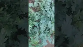 చామంతి మొక్కలు 🌸🌸