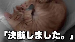 【奇跡】病気で家族が見つからない...別れを繰り返す元野良猫と保護猫ボランティアが出会ったとき...新しい物語が始まりました。