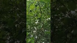 #essential#important#natural#farming#action#beauty#love# home#grow#environment#nqture#lemon