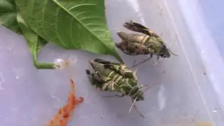 9. Lives of moths and butterflies: vibrating wings of Hawk moth