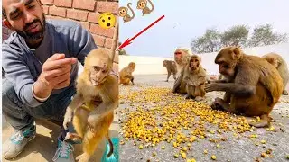First Party with new baby| Monkeys Very Very Funny Banana Party🤣🤣🐒| Feeding Monkeys