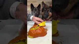 Chicken Pumpkin Soup for Dogs 🐾🍲 | Easy Homemade Recipe