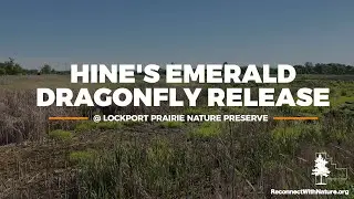 Hine&rsquo;s Emerald Dragonfly Release at Lockport Prairie Nature Preserve