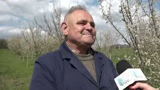ČAČAK 10.04.2025. Mraz obrao šljive u zasadima proizvođača Mila Tice