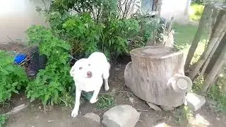 Dogs killed a fox,Wild Dog Encounter! 🐶🦊 | Funny & Cute Animal Video&rdquo;