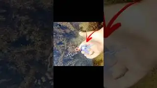 ಅಪಾಯಕಾರಿ ಆಕ್ಟೋಪಸ್ Very dangerous octopus blue ringed octopus #kannada #youtubeshorts