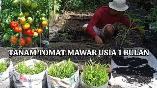 TANAM TOMAT DIKEBUN DIMUSIM HUJAN