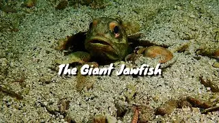 Incredible underwater encounters with the giant jawfish
