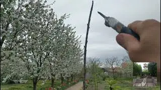Обрезка молодых саженцев черешни. Pruning young cherry seedlings.