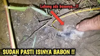 DI JAMIN DAPAT BABON Mancing Belut Malam Hari Di Lubang Super Cantik