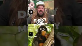 @DustySlay introduces a monkey that camouflages its offspring as fruit. Or... something like that.