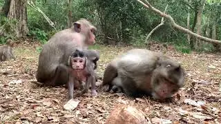 You&rsquo;ll be fun and love emotion to baby monkey Mila group