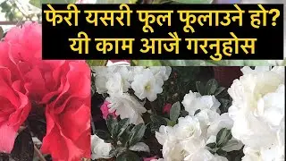 Azalea मा धेरै फूल फूलाउन आजै यो काम गरनुहोस / Azalea Care Tips for heavy blooming 