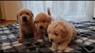 S&uuml;&szlig;e Welpen vom Z&uuml;chter, neue Hunderasse aus Amerika,.Chowpoo (Chowdoodle), Rassehunde, Welpenfutter