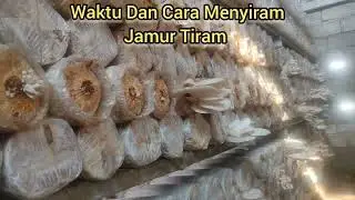 Cara dan waktu penyiraman Baglog jamur tiram yg baik n benar