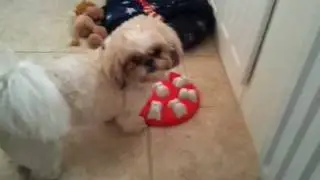 Dogmagic / Dogsmart Toy  from Nina Ottosson - Fudge The Therapet Shihtzu Not Interested this time
