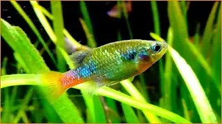 Xenotoca sp. 