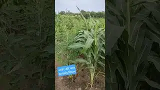 #pigeonpea #sorghum #intercropping #cultivation