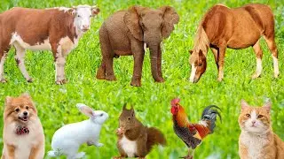 Красивые моменты с животными: петух, кот, собака, корова, лошадь, слон, тигр, белка &mdash; звуки животных