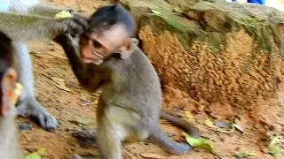 POOR BABY CARLINO VERY HUNGRY| WHY BIG MONKEY DO LIKE THIS| BIG MONKEY NOT APOLOGY CARLINO.