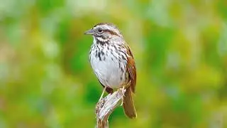 Song Sparrow Singing