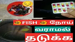 FISH நோய் வராமல் தடுக்க |betta and prevent from disease in tamil |betta fish health problems tamil