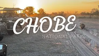 Botswana Safari: Chobe National Park (5/6)