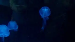 SeaBase Aquarium Random Video - World of Nature (Living with the Seas) 2011-12-28 Part 1