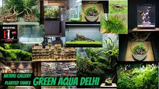 Green Aqua Delhi | Planted Tanks | Nature Gallery | Paludarium | aquarium | fishes | aquascape #2
