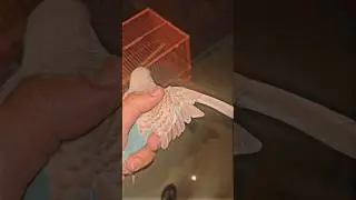 Unlocking the Benefits of Trimming Your Bird's Feathers: Taming, Safety, and Health!