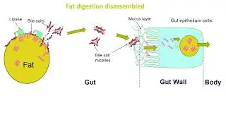 Food structure, colloids and digestion
