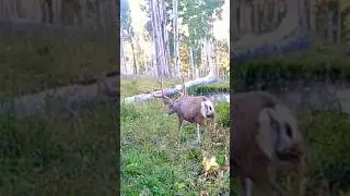 About Trail Cam Time #MuleDeer #TrailCam #Scouting #Shorts