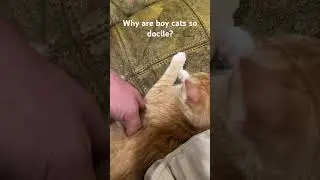 Male cats give the best snuggles because they tolerate people.