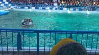 PAF Museum (Seal & Dolphin activities) Part 2