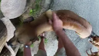 GROOMING A RIDGEBACK