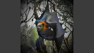 Flying Foxes II Bad Breakfast