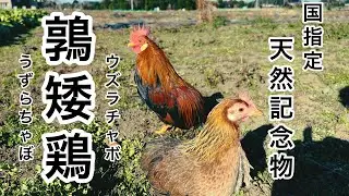 天然記念物　鶉矮鶏の紹介