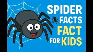 SPIDERS🕷️ | Animals for Kids | Fun and Educational Spider Facts for kids To Learn