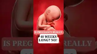 How Long is Pregnancy?